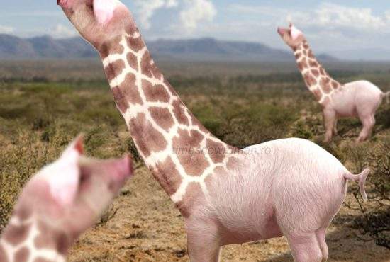 Veşti bune! Cercetătorii au încrucişat porcul cu girafa, obţinând un porc cu 2 metri de ceafă