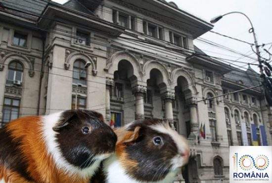 Gabi Firea va da cu vopsea prin București, pentru ca şobolanii să pară porcuşori de Guineea