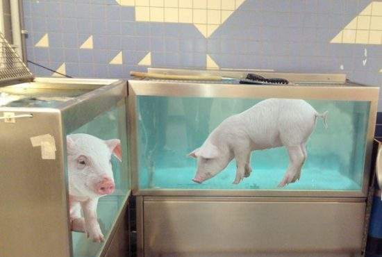 Pentru că nimeni nu cumpără peşte de sărbători, hypermarketurile au băgat porci vii în acvarii