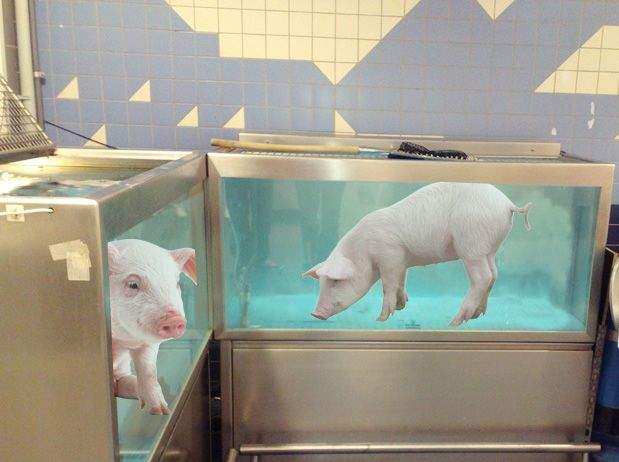 Pentru că nimeni nu cumpără peşte de sărbători, hypermarketurile au băgat porci vii în acvarii