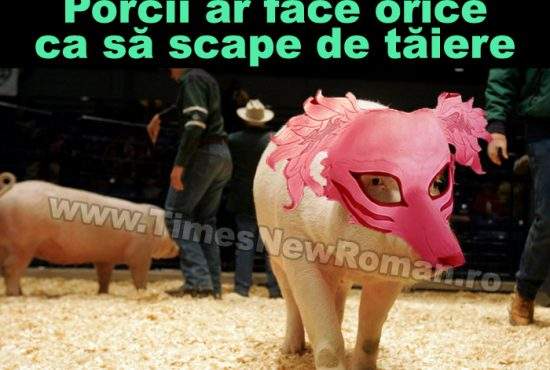 Şase trucuri pentru porcii care nu vor să fie sacrificaţi de Crăciun