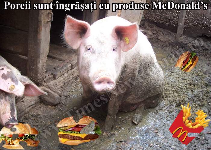 Mulţi români îşi îngraşă porcii cu produse de la McDonald’s