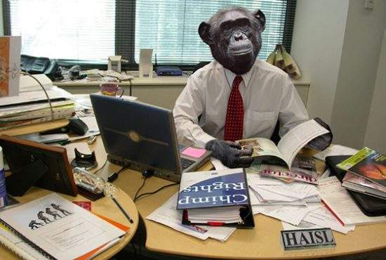 Facultatea de Jurnalism a angajat o maimuță care să le predea studenților care se vor Mircea Badea