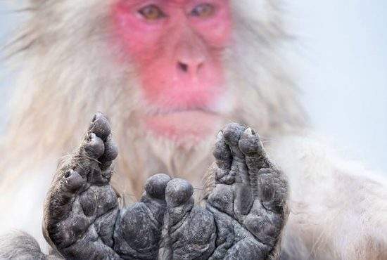 Evoluţionism pe invers. Un român a redevenit maimuţă, ca să poată aplauda şi cu picioarele la aterizare