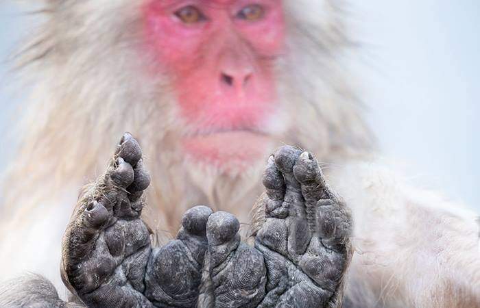 Evoluţionism pe invers. Un român a redevenit maimuţă, ca să poată aplauda şi cu picioarele la aterizare