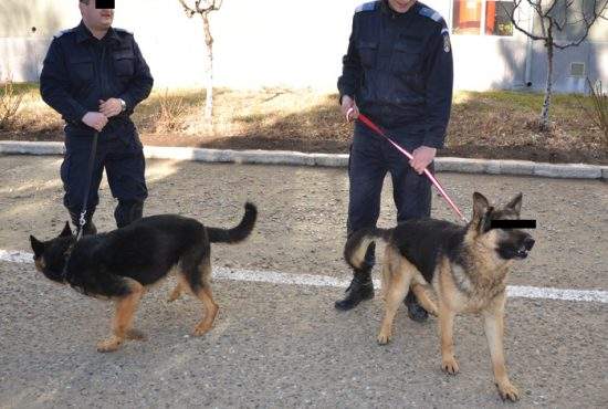 Un câine poliţist este acuzat că a hărţuit sexual câteva subalterne la Centrul Chinologic Sibiu