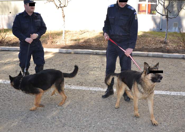 Un câine poliţist este acuzat că a hărţuit sexual câteva subalterne la Centrul Chinologic Sibiu