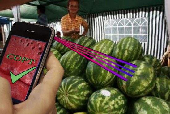 Adio dop! A apărut aplicaţia care scanează pepenele şi îţi spune dacă e dulce sau nu