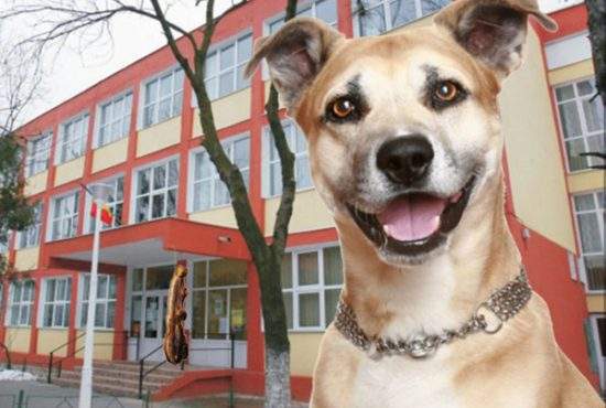 Persoane necunoscute au uns cu slănină o şcoală din Sectorul 5 şi pompierii se luptă să îndepărteze câinii