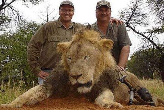 Americani proşti! Dentistul care a ucis leul se scuză: “Credeam că e elefant, îl vânam pentru colţi”