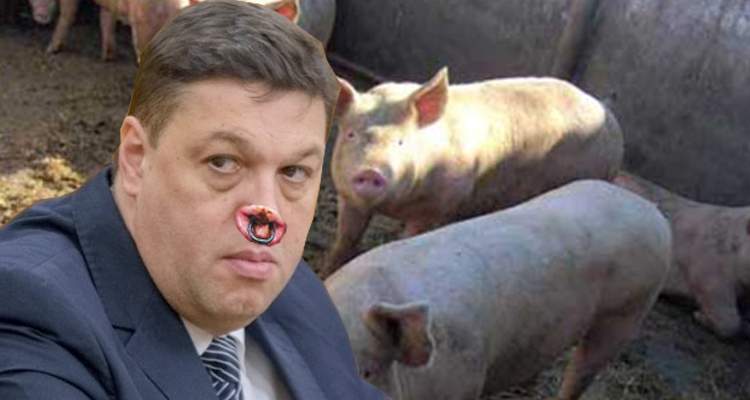 Petre Daea: PSD lucrează la refacerea efectivelor de porci. Şerban Nicolae a inseminat deja 10 scroafe