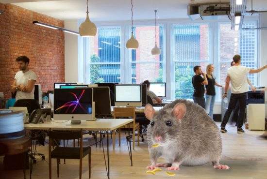 Un şoarece care locuieşte într-o corporaţie şi mănâncă firimiturile de pufuleţi de pe jos a atins 200 kg