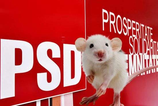 Studii făcute pe șoareci au arătat că românii ar mai suporta cinci ani de PSD