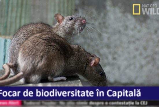 Campioni la biodiversitate. În centrul Capitalei trăiesc 500 de specii de şobolani