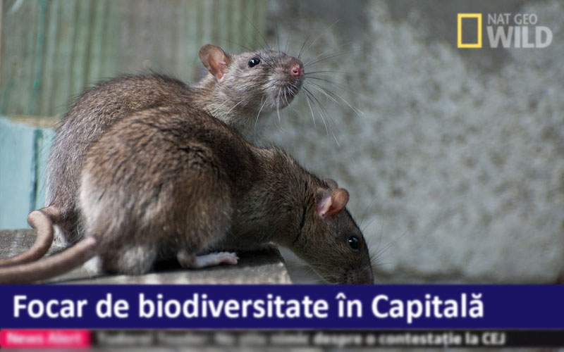 Campioni la biodiversitate. În centrul Capitalei trăiesc 500 de specii de şobolani