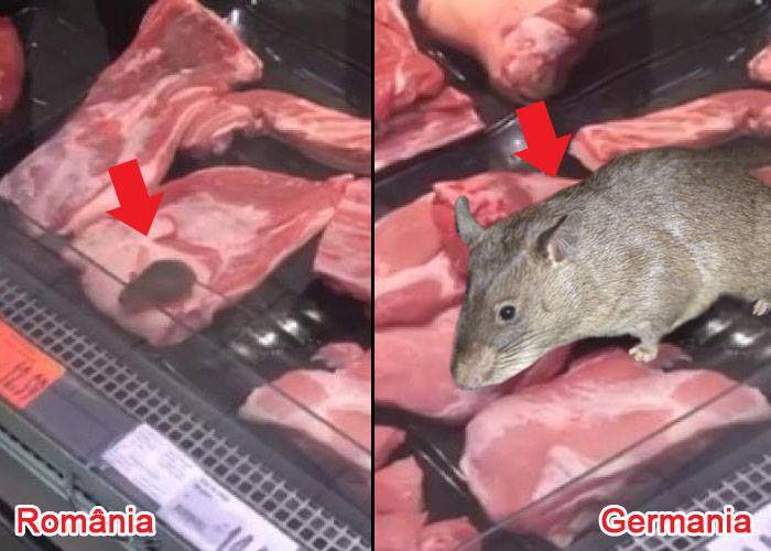 Dublu standard în supermarketuri! Kaufland trimite şoarecii în România, dar în magazinele din Germania au şobolani de 3 kg!