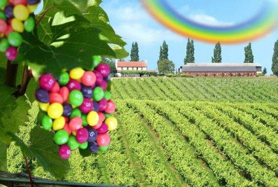 Ingenios! Un român a combinat via cu diverse fructe și a obținut o recoltă record de Skittles