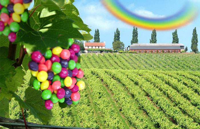 Ingenios! Un român a combinat via cu diverse fructe și a obținut o recoltă record de Skittles