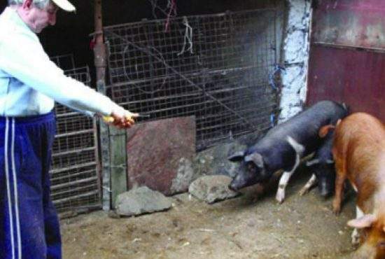 Un român n-are cu ce să pârlească porcul, după ce fiul lui vegan i-a mâncat toate paiele