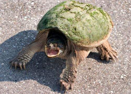 Un bucureştean a reclamat la OPC că ţestoasa sa a primit un masaj greşit