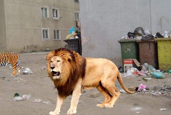 Nuțu Cămătaru a eliberat un tigru și-un leu prin Capitală, ca să prindă maimuța evadată azi