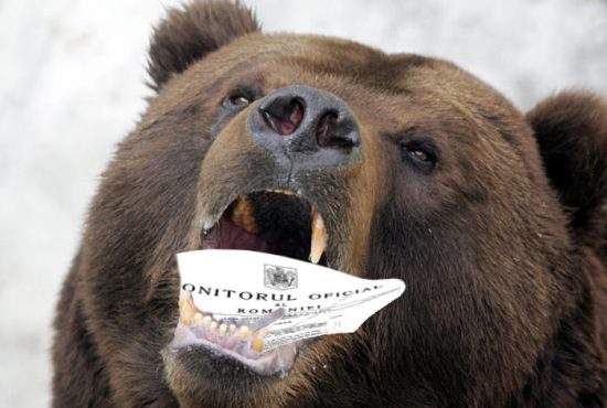Un urs a atacat cu bestialitate o decizie CCR! Starea ei este gravă