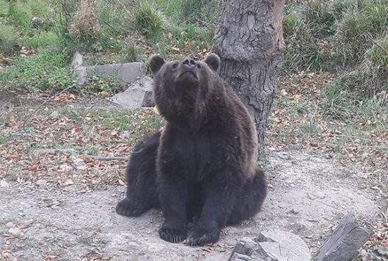 Mii de brașoveni se înghesuie la Zoo să vadă cum arată un urs și în captivitate