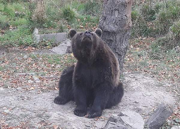 Mii de brașoveni se înghesuie la Zoo să vadă cum arată un urs și în captivitate