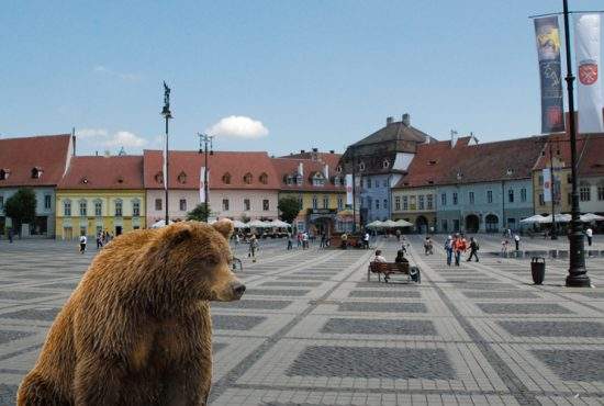 Un urs s-a plimbat 8 ore prin Braşov: „Mă tot trimiteau la alt ghişeu”