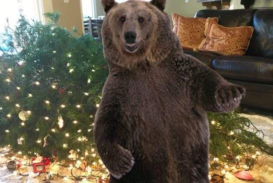 Un braşovean se plânge că un urs îi tot intră pe geam şi îi dărâmă bradul de Crăciun
