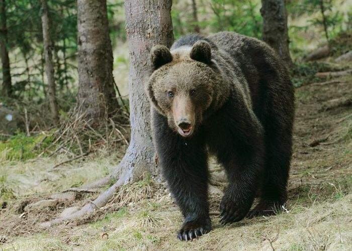 Atenţie, cocalari! Urşii din Bucegi vor fi dresaţi să atace doar turiştii în şlapi