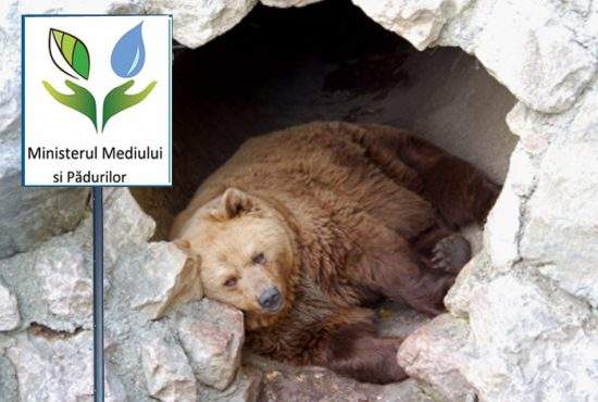 Îngrijorare pentru urşi! În peşteri au mai rămas doar locuri de hibernare la cu taxă
