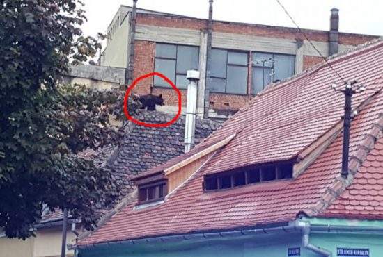 Un pui de urs, împușcat în Sibiu. ”Bestia” risca să avarieze câteva din casele lui Iohannis