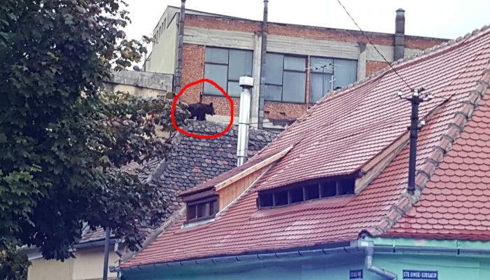 Un pui de urs, împușcat în Sibiu. ”Bestia” risca să avarieze câteva din casele lui Iohannis