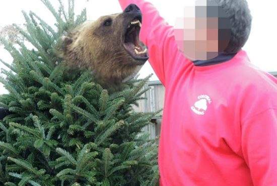 Un bucureştean a făcut reclamaţie la OPC după ce a găsit un urs în bradul de Crăciun
