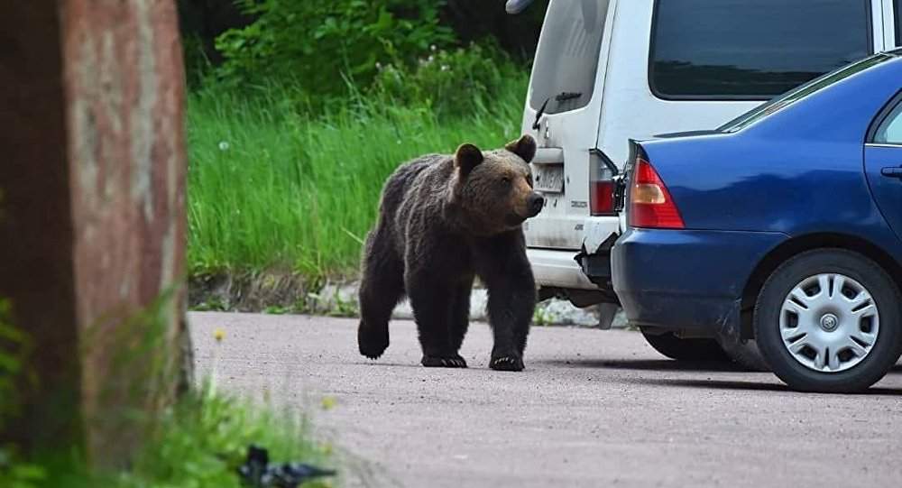 Secțiile de vot din Brașov și Secuime s-au închis, că s-a întunecat și poate vine ursul