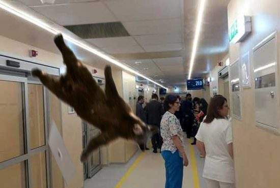 Urs, căzut din tavan peste pacienţi într-un spital din Braşov