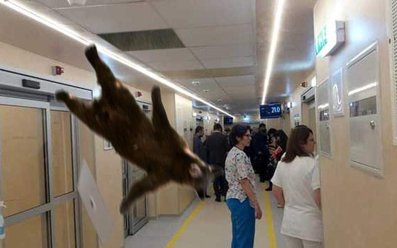 Urs, căzut din tavan peste pacienţi într-un spital din Braşov