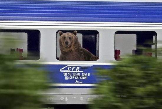 Urșii din Tușnad întind coarda! Unul s-a suit în tren și vine la București