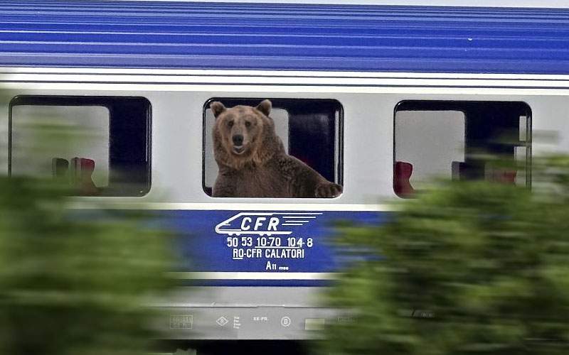 Urșii din Tușnad întind coarda! Unul s-a suit în tren și vine la București