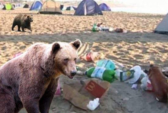 În Vama Veche au fost aduşi urşi gunoieri, ca să cureţe plaja de resturile lăsate de turişti