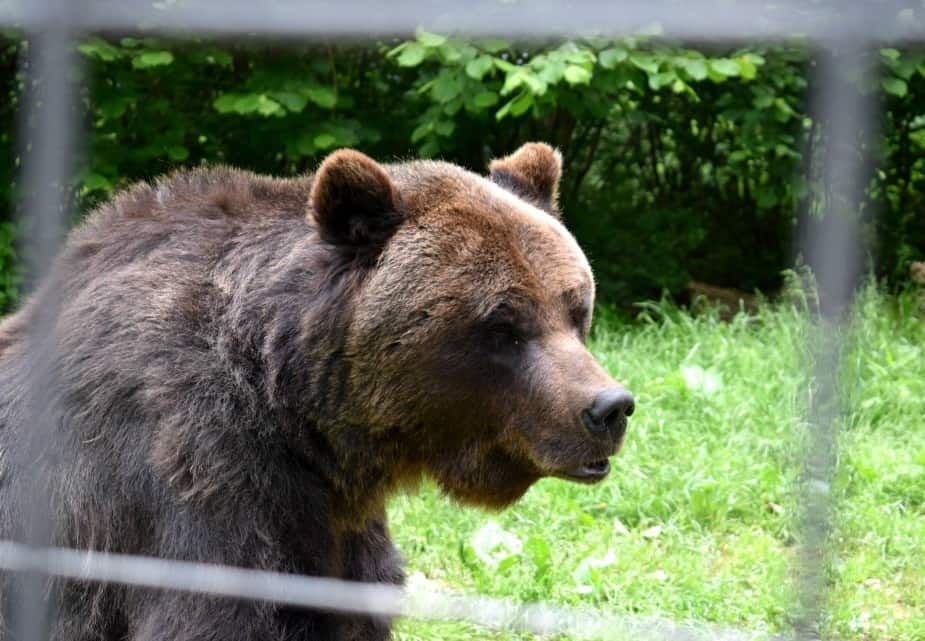 Ursul care a atacat ieri la Braşov fusese eliberat de la Zoo prin recursul compensatoriu