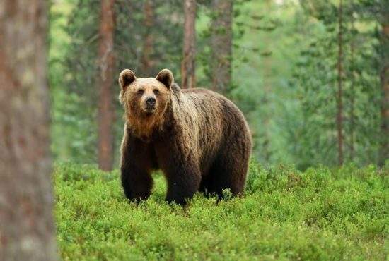 Incident în Poiană! Un urs a atacat un turist care umbla în curul gol, supărat că e îmbrăcat la fel ca el