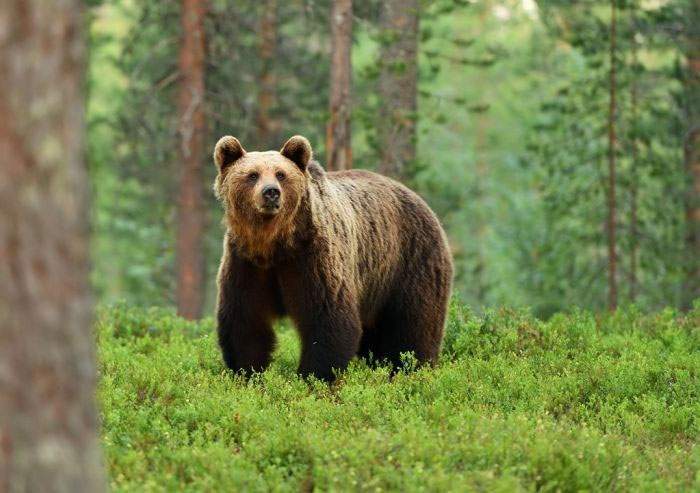 Incident în Poiană! Un urs a atacat un turist care umbla în curul gol, supărat că e îmbrăcat la fel ca el