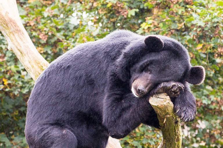 Pericol în Alba. Un urs mahmur atacă gospodăriile şi fură zeama de varză din butoaie