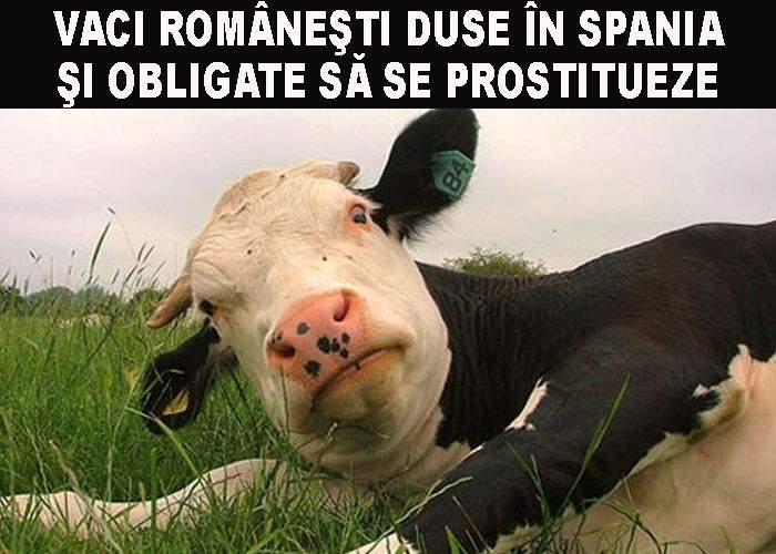 Traficanţi de carne vie, duceau vaci să se prostitueze în Spania