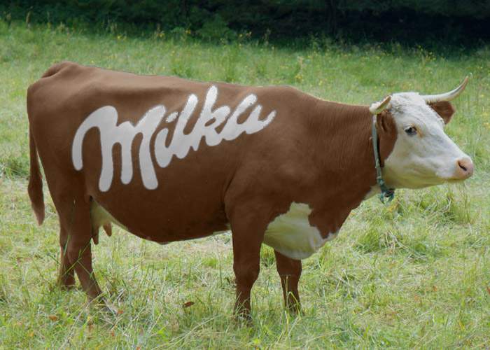 Văcuţa Milka, vopsită maro! De când e asociat cu PP-DD, movul e jignitor chiar şi pentru bovine