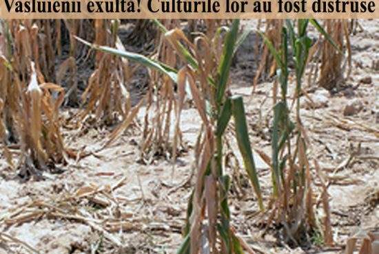 Vasluienii se bucură pentru culturile distruse de caniculă: „La toamnă nu muncim!”