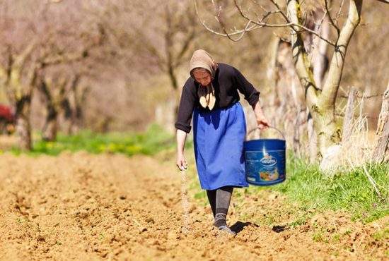 Adevărul despre legumele gustoase româneşti! Primăvara, ţăranii presară câmpul cu Vegeta