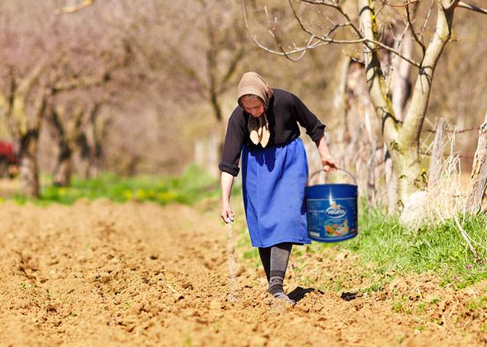 Adevărul despre legumele gustoase româneşti! Primăvara, ţăranii presară câmpul cu Vegeta